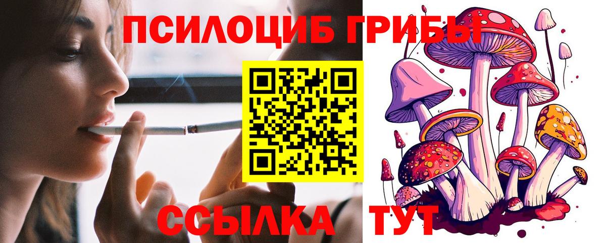 Псилоцибиновые грибы Psilocybe Великий Новгород